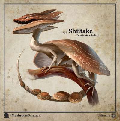 Shiitake