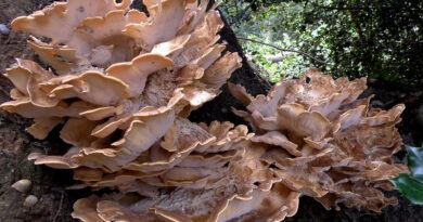 The giant Caves Fungi