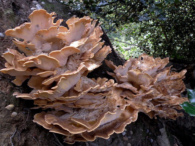 The giant Caves Fungi